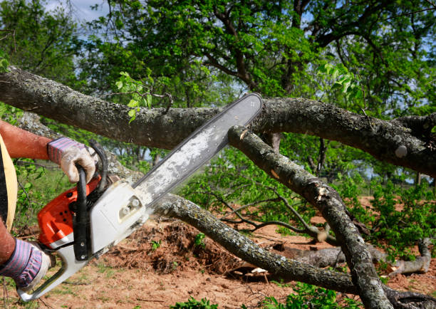 New Iberia, LA  Tree Services Company